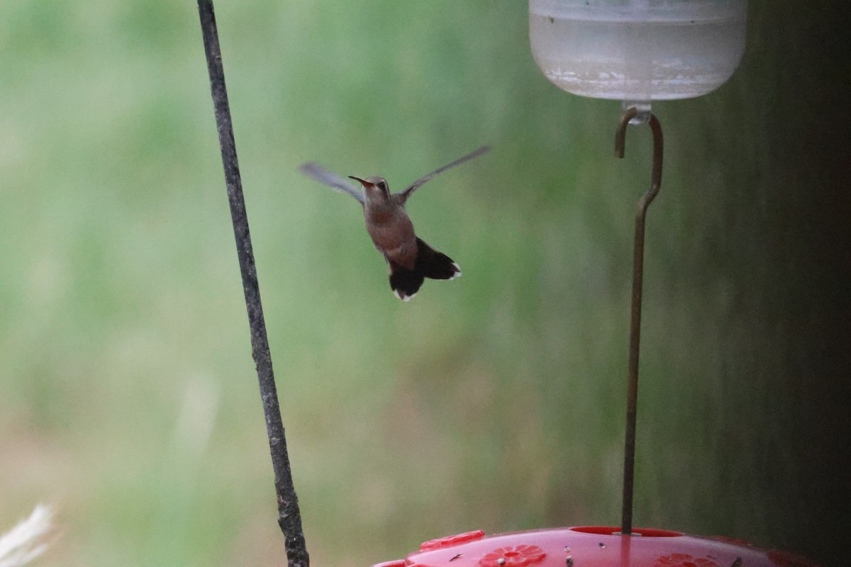 Colibri circé - ML641343887