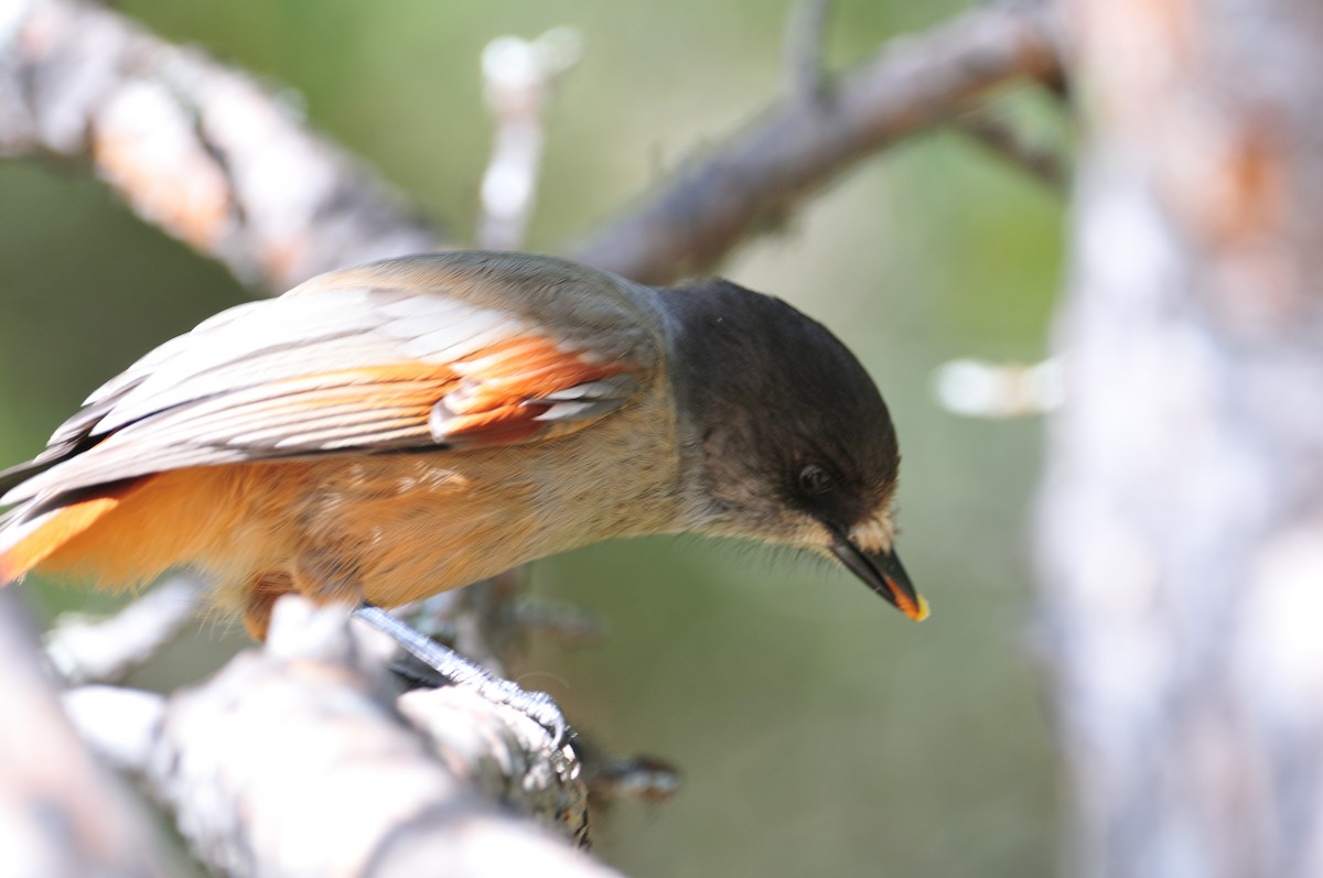Siberian Jay - ML641343967