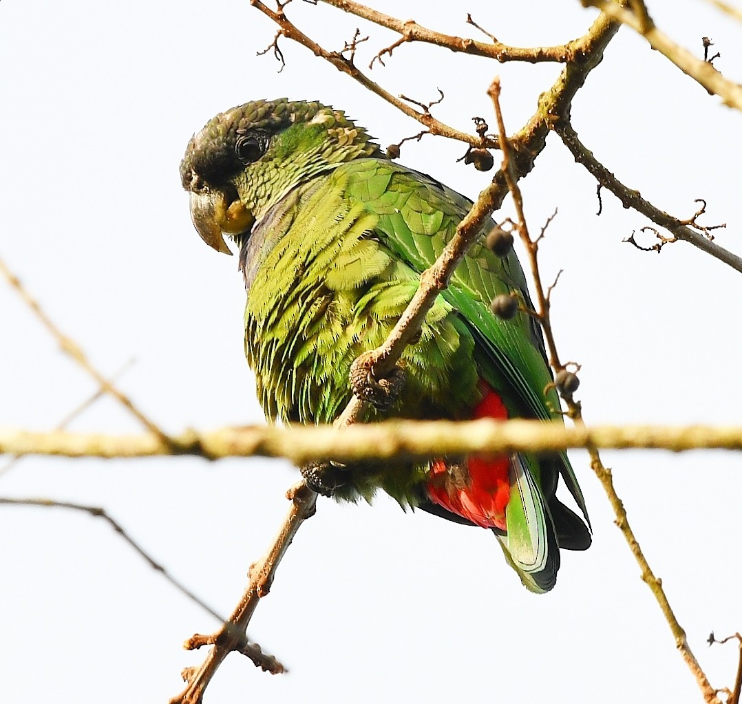 Scaly-headed Parrot - ML641343968