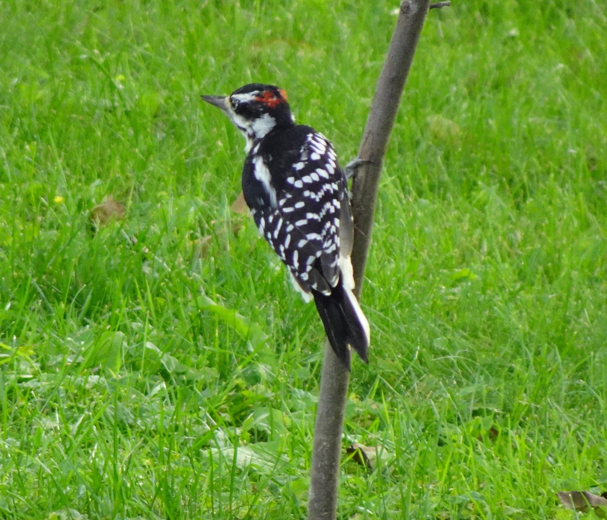 Hairy Woodpecker - ML641343975