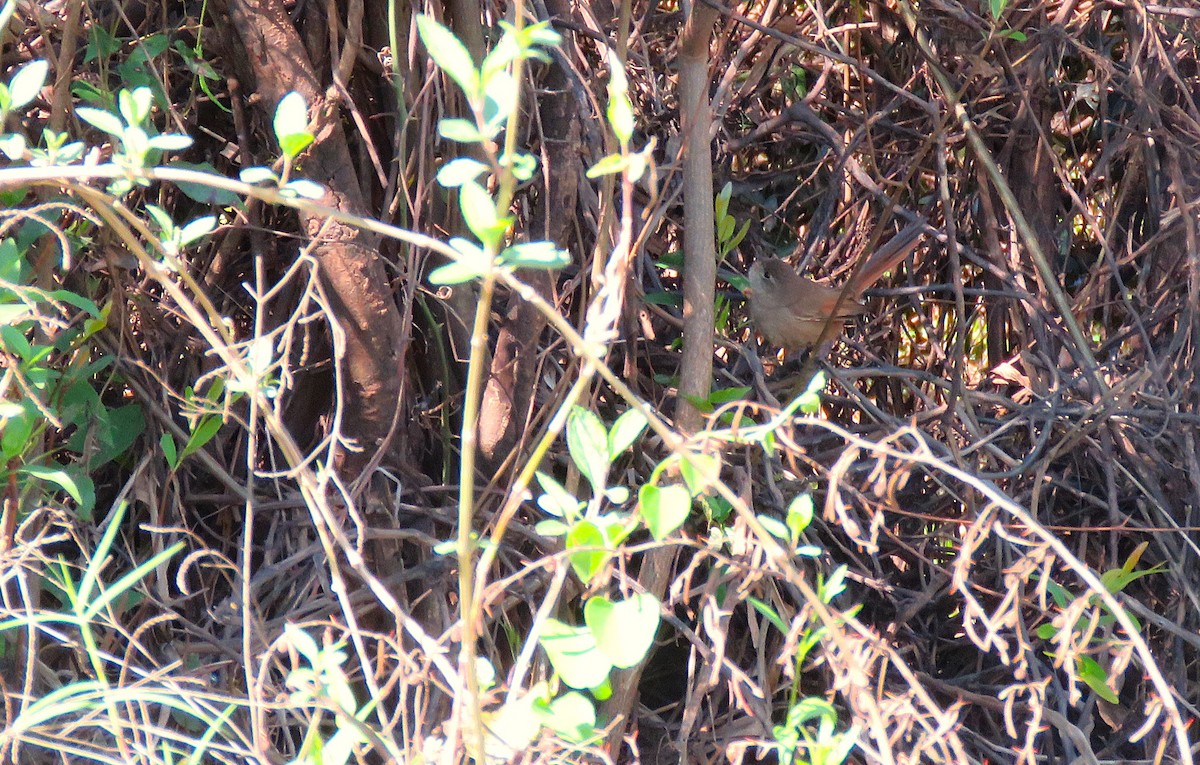 Sharp-billed Canastero - ML641343999