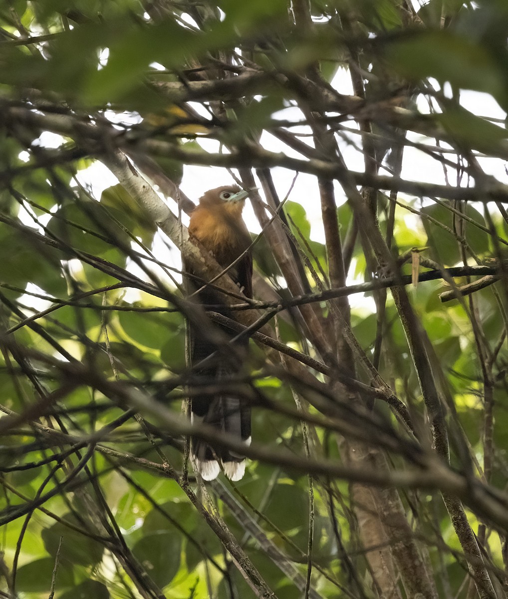 Raffles's Malkoha - ML641344012