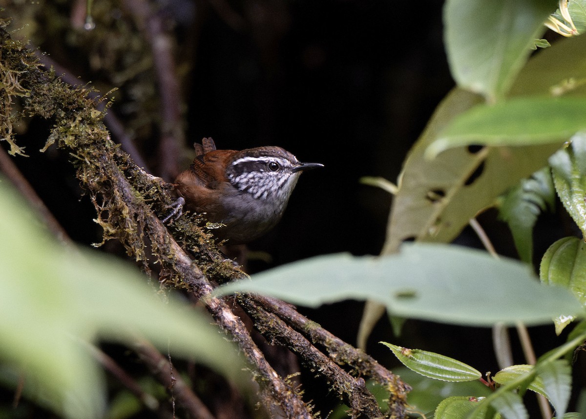 Munchique Wood-Wren - ML641344108