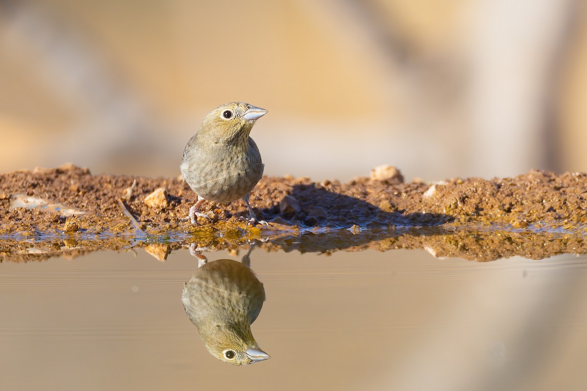 Cinereous Bunting - ML641344183