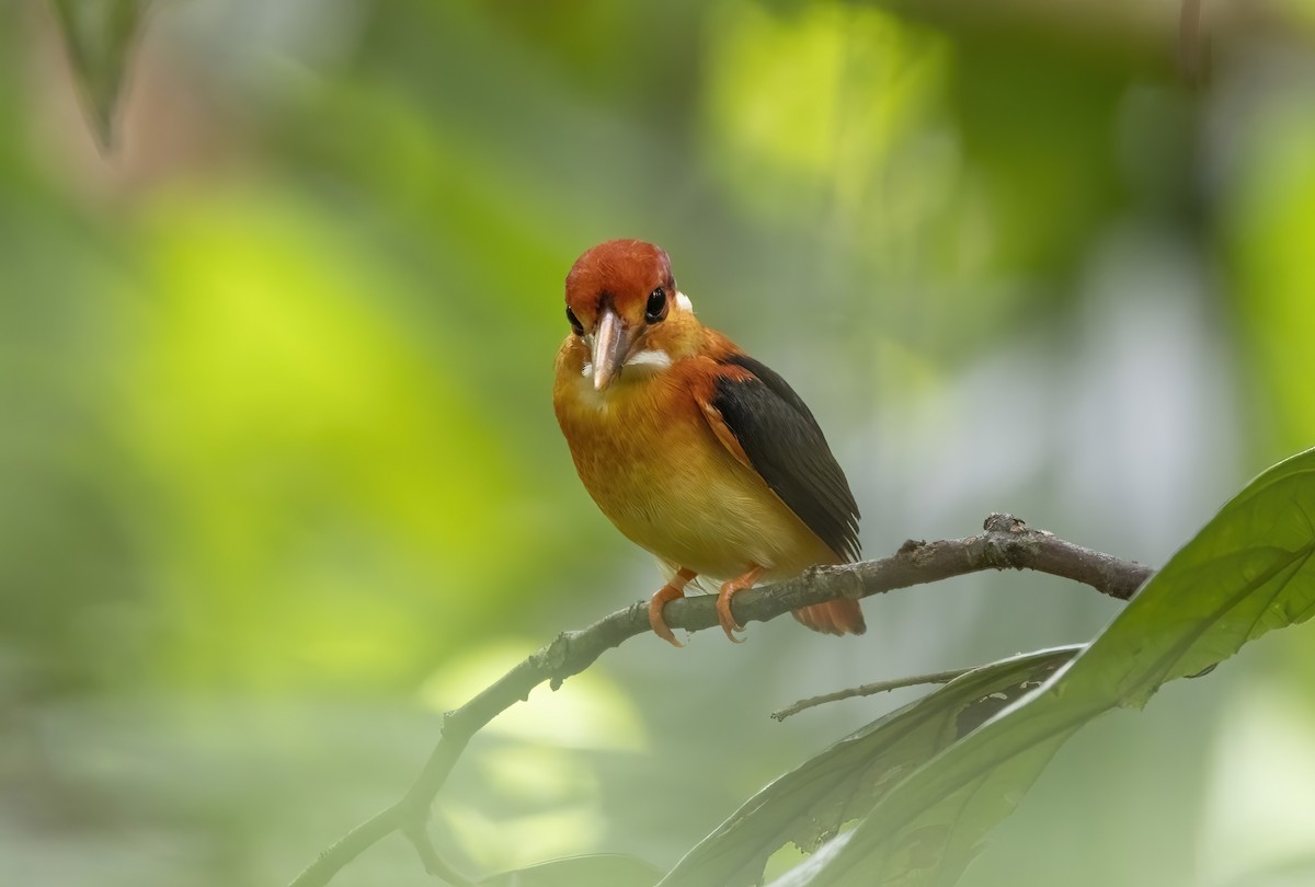 Rufous-backed Dwarf-Kingfisher - ML641344195