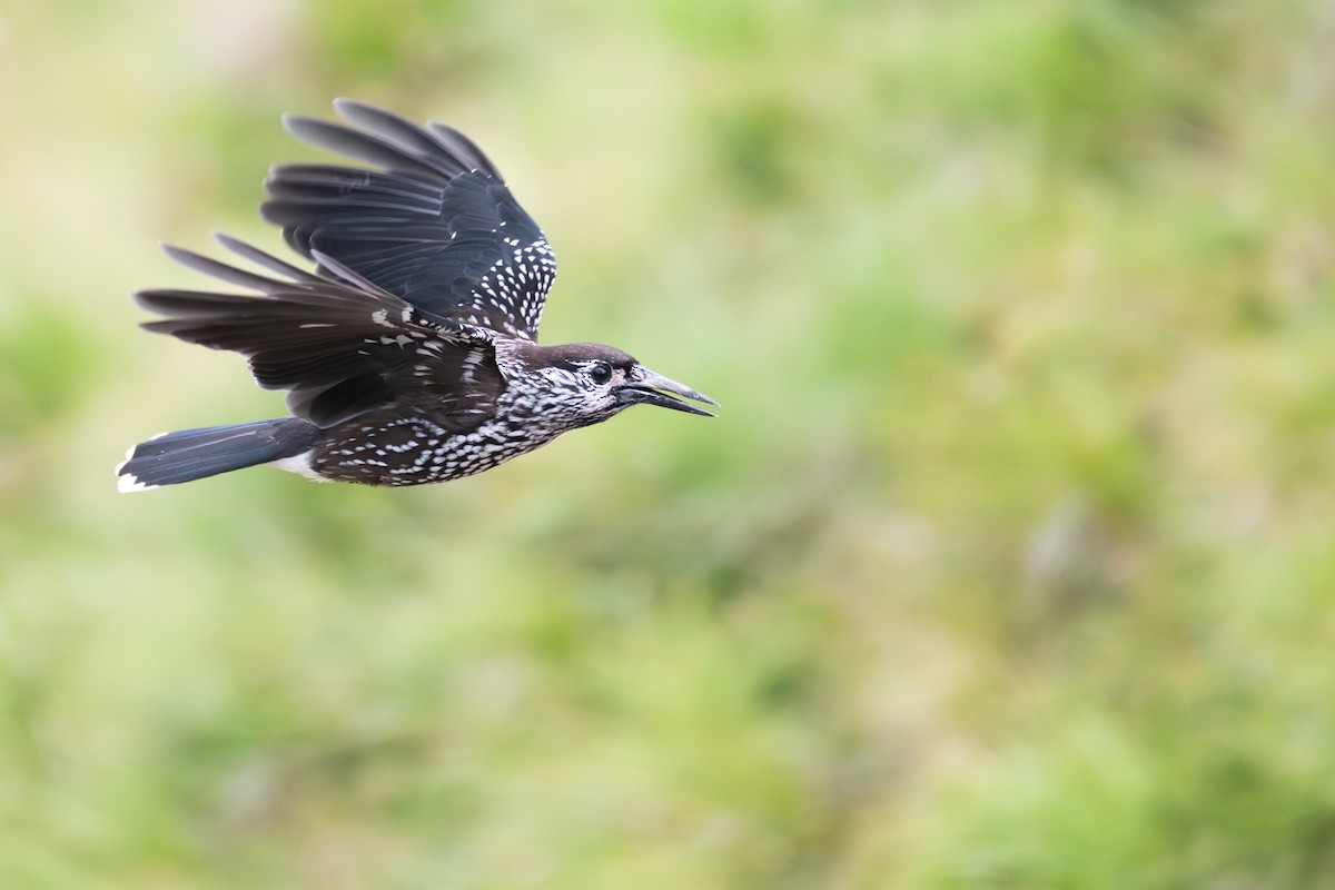 Northern Nutcracker - ML641344199