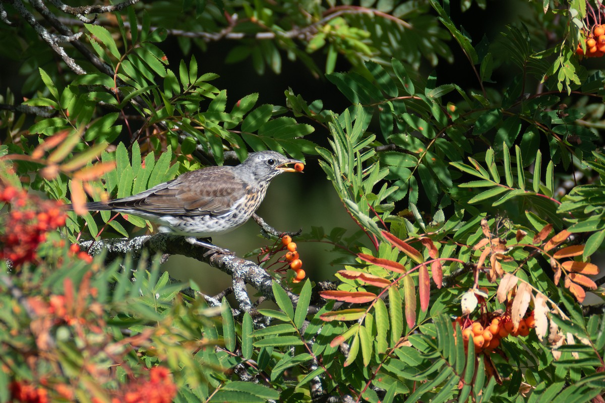 Fieldfare - ML641344214