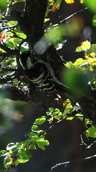 Eurasian Three-toed Woodpecker - ML641344215