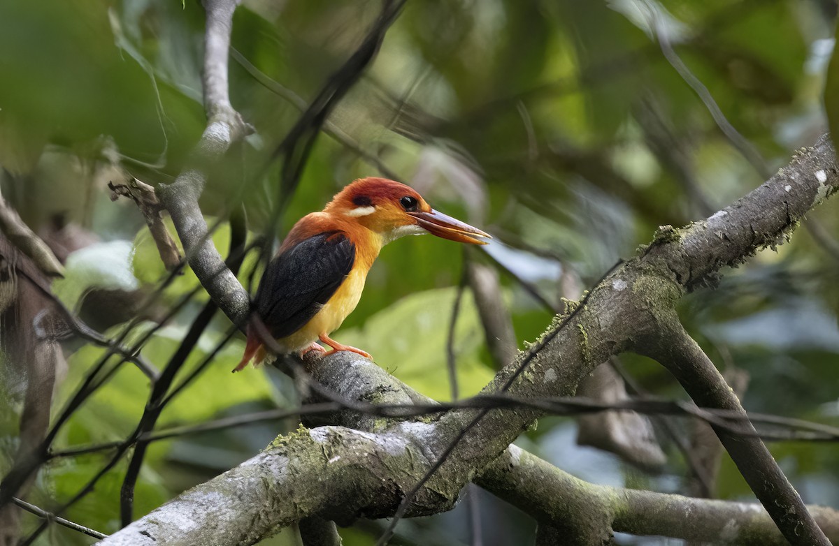 Rufous-backed Dwarf-Kingfisher - ML641344224