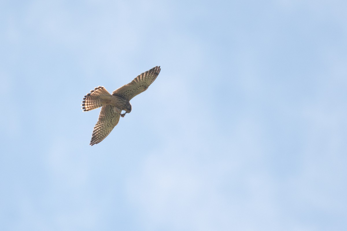Eurasian Kestrel - ML641344236