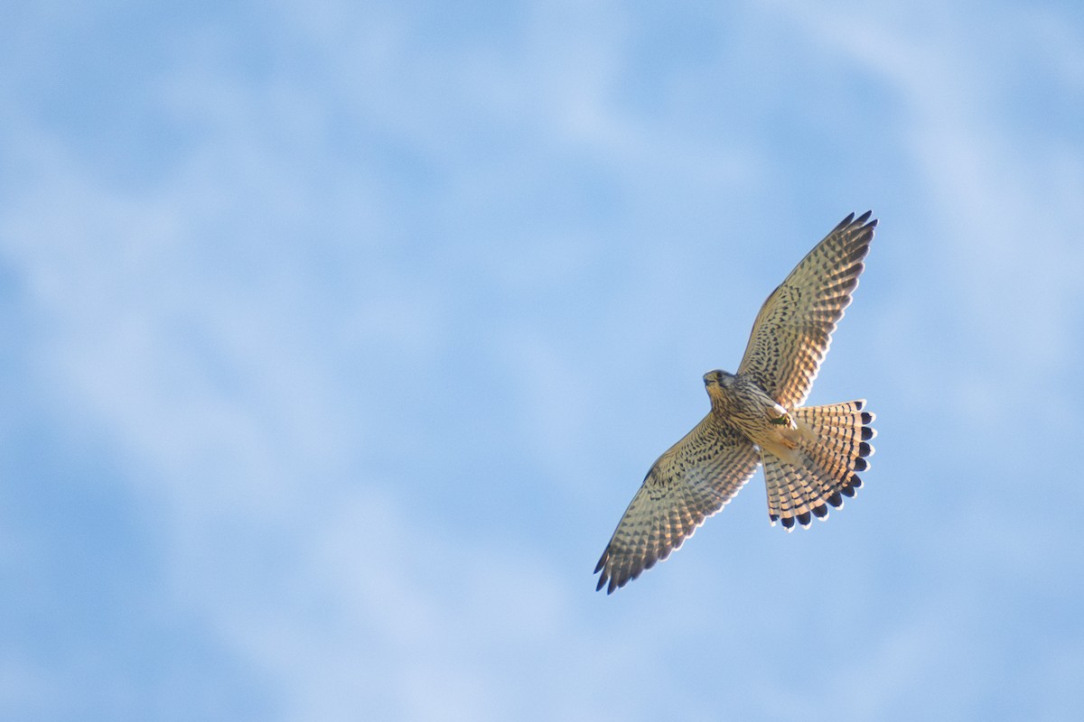 Eurasian Kestrel - ML641344237