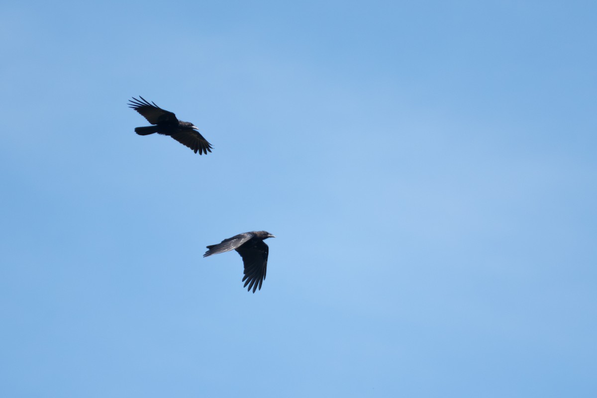 Carrion Crow - ML641344252