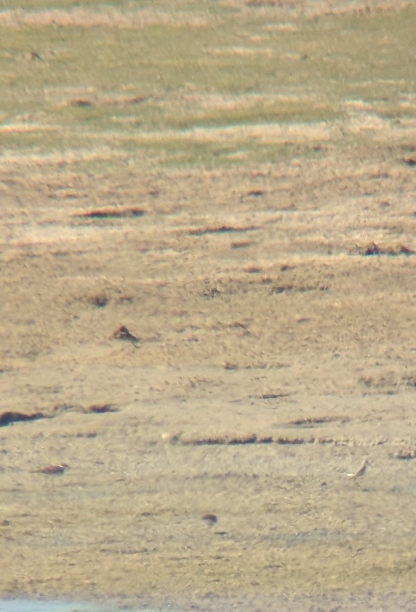 Calidris sp. (petit bécasseau sp.) - ML641344273