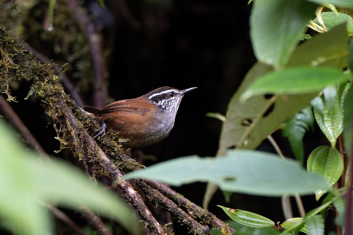 Munchique Wood-Wren - ML641344277