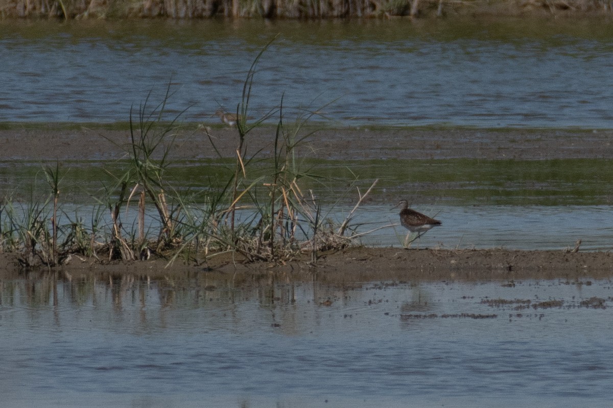 Wood Sandpiper - ML641344285