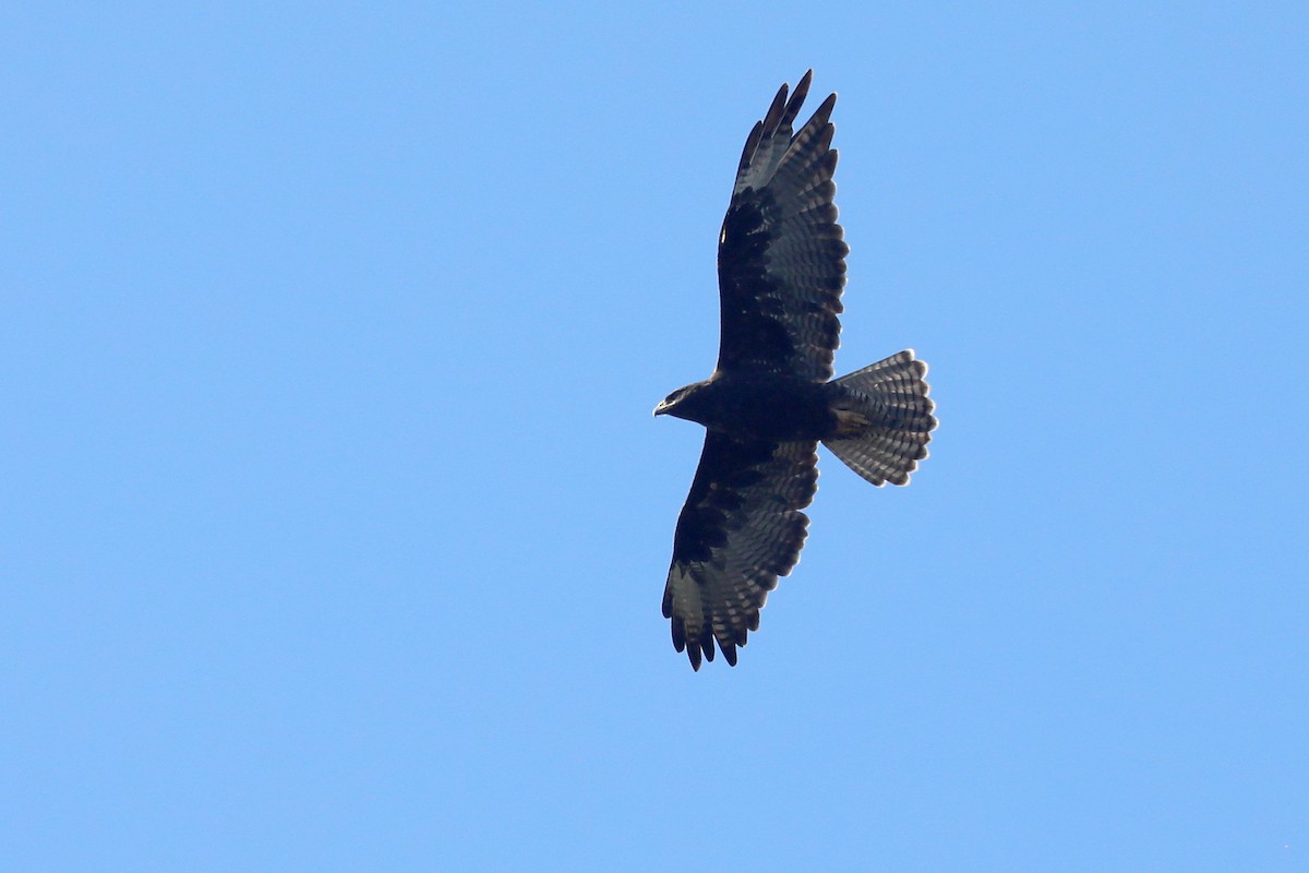 Galapagos Hawk - ML641344304