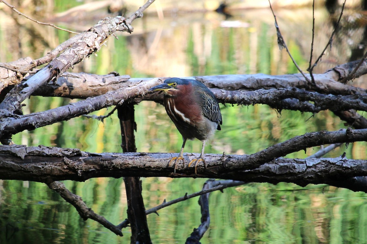 Green Heron - ML641344334