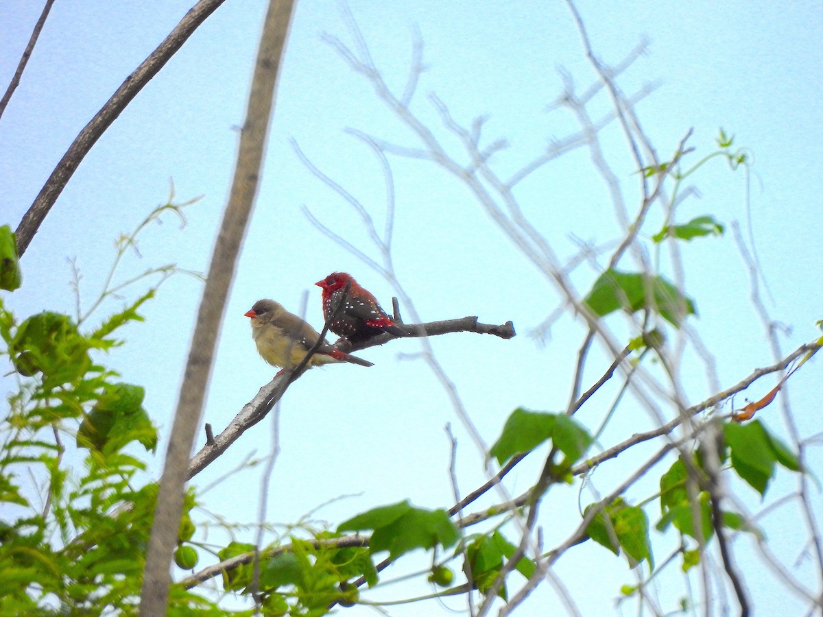 Red Avadavat - ML641344336