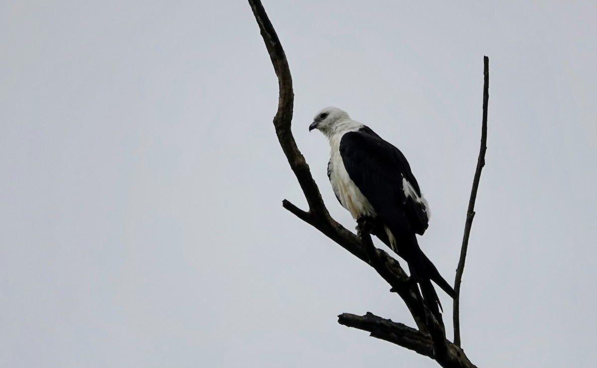 Schwalbenweih - ML641344373