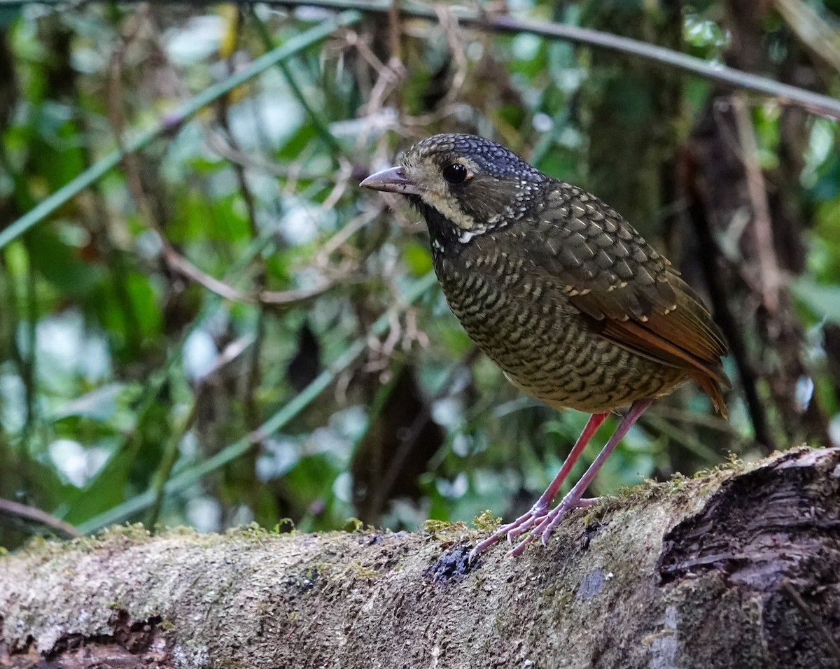 Variegated Antpitta - ML641344378