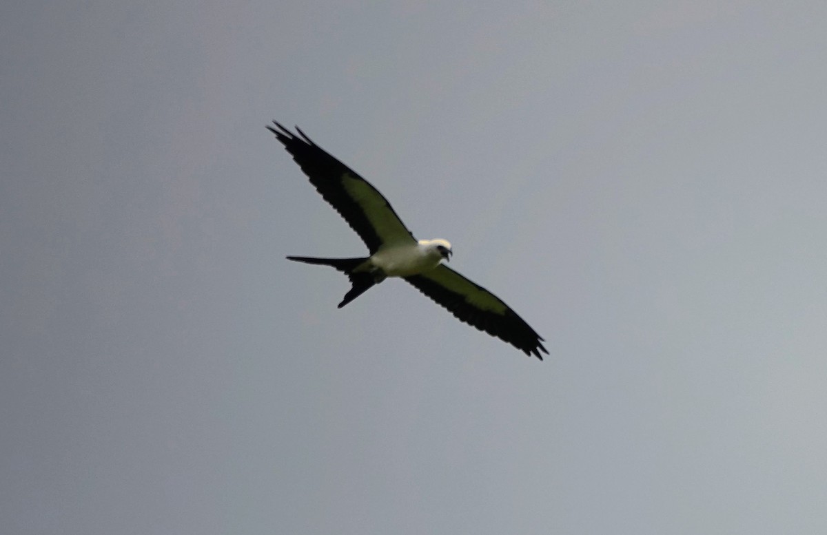 Schwalbenweih - ML641344382