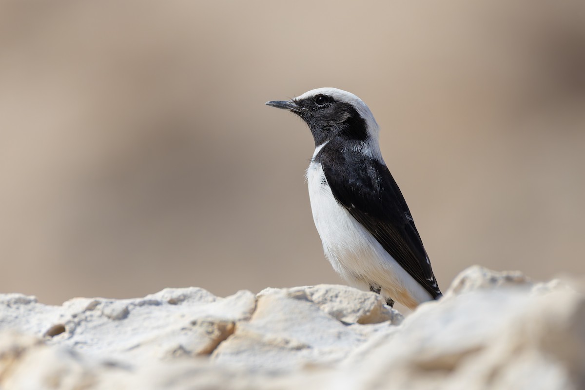 Mourning Wheatear - ML641344386