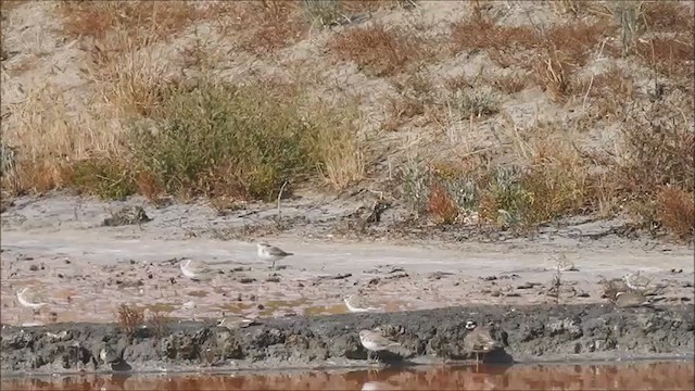 Тэнгисийн хиазат - ML641344412
