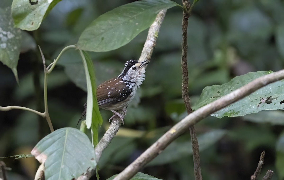 Striped Wren-Babbler - ML641344461
