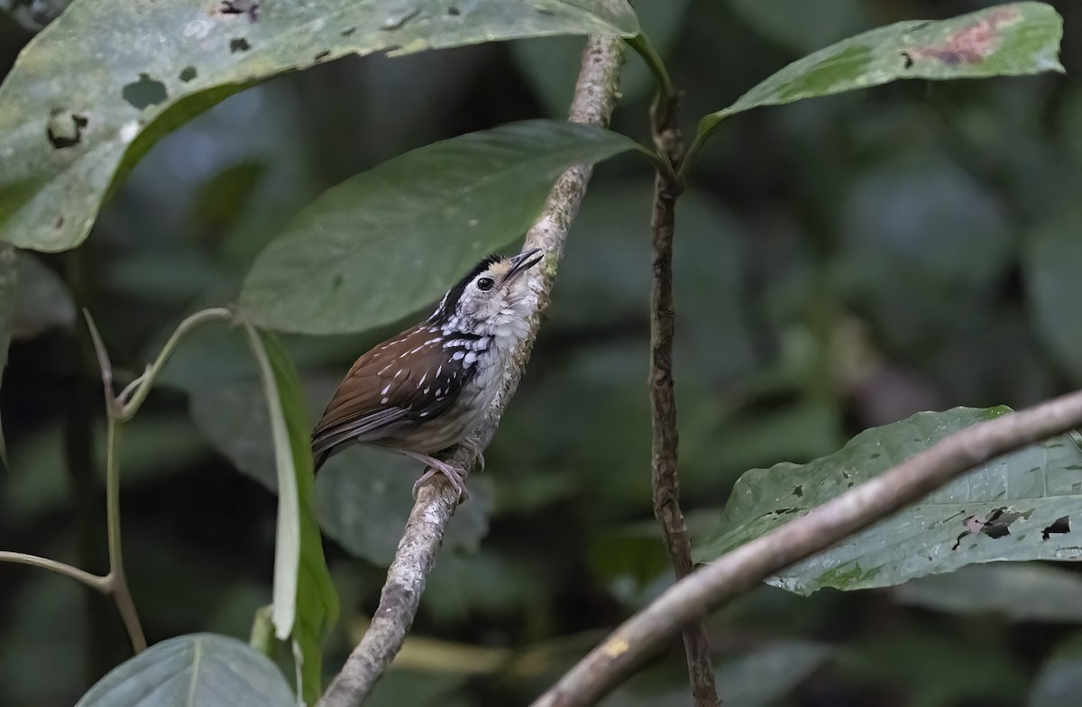 Striped Wren-Babbler - ML641344465