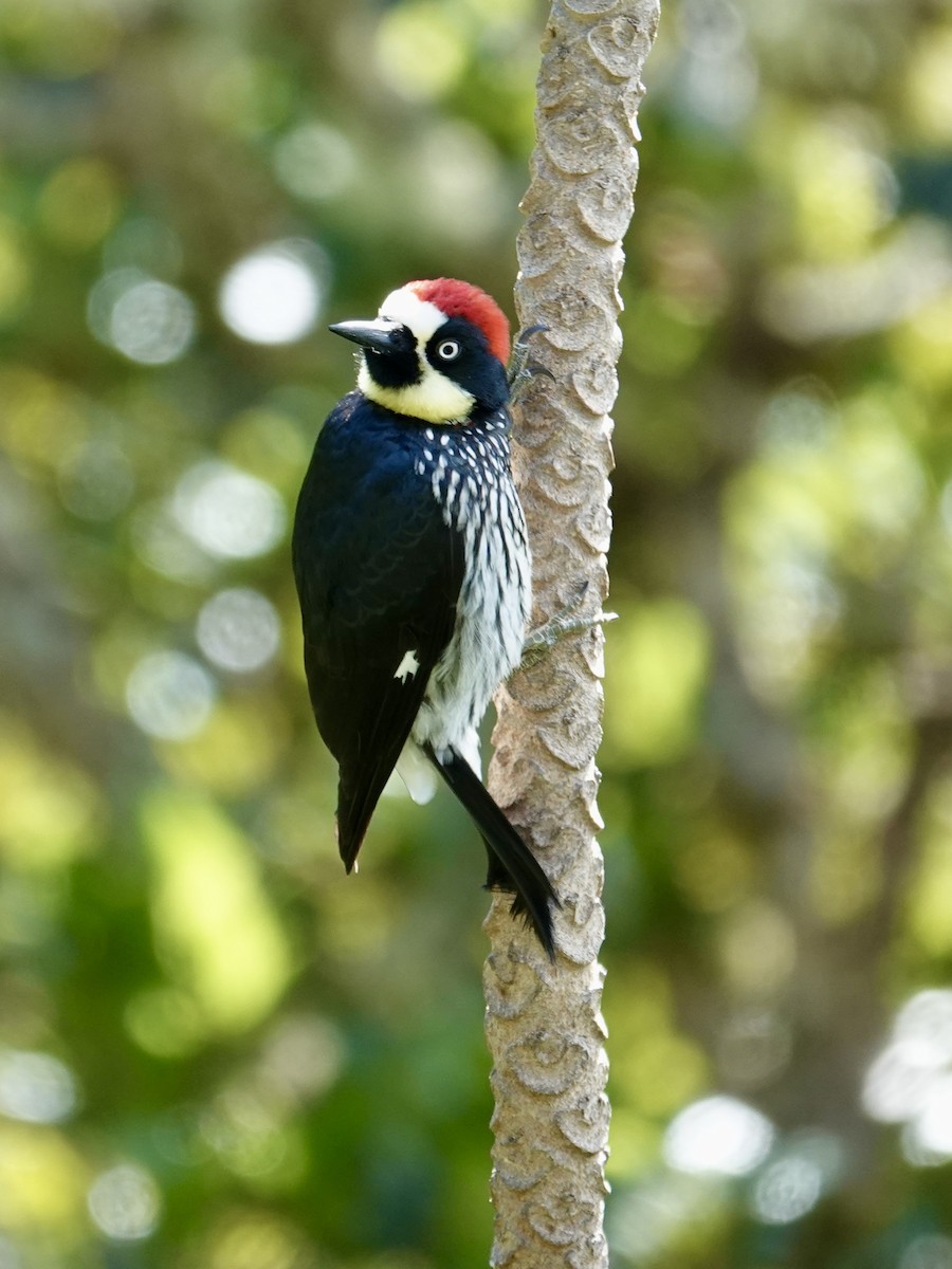 Acorn Woodpecker - ML641344532