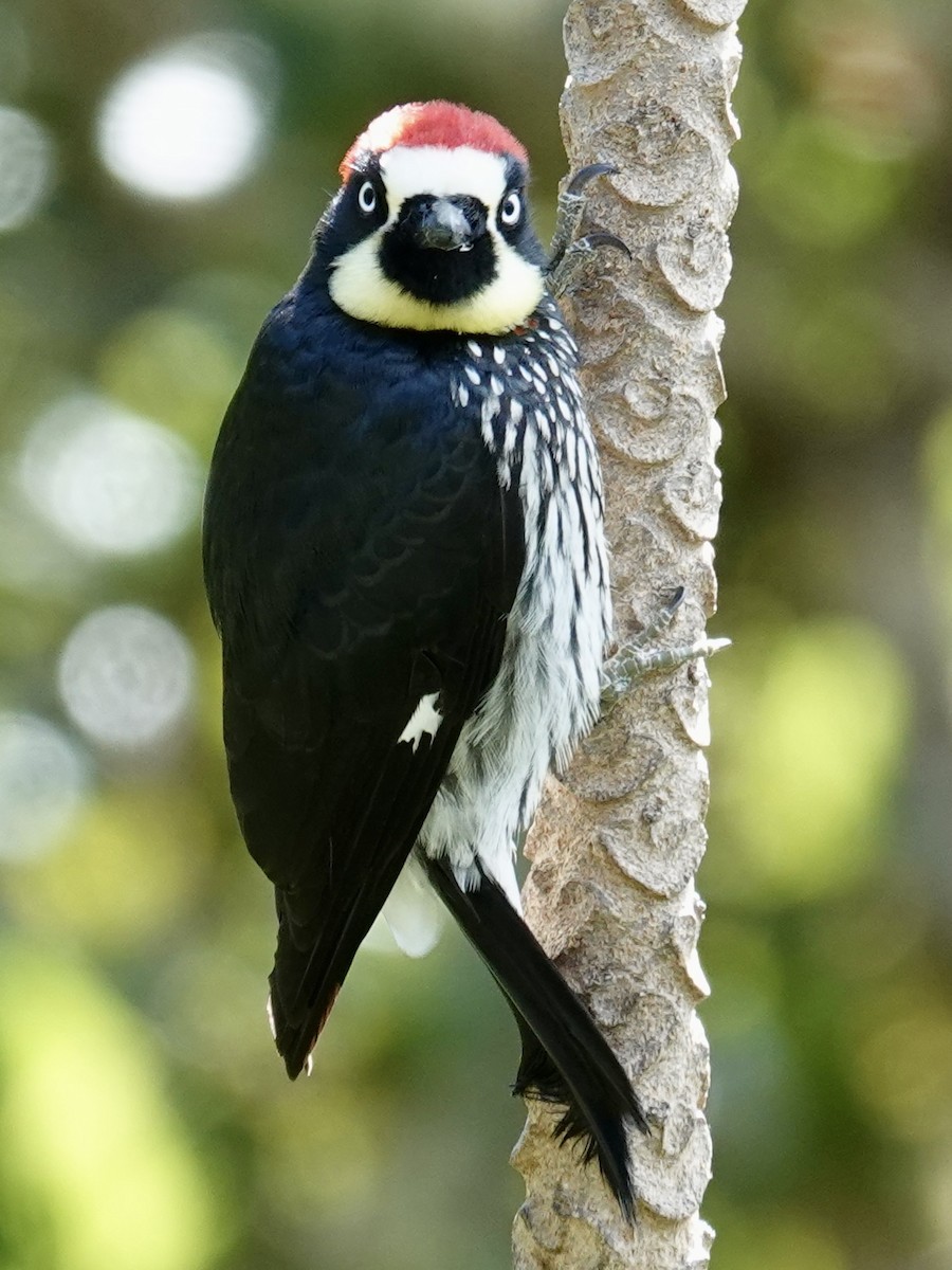 Acorn Woodpecker - ML641344533