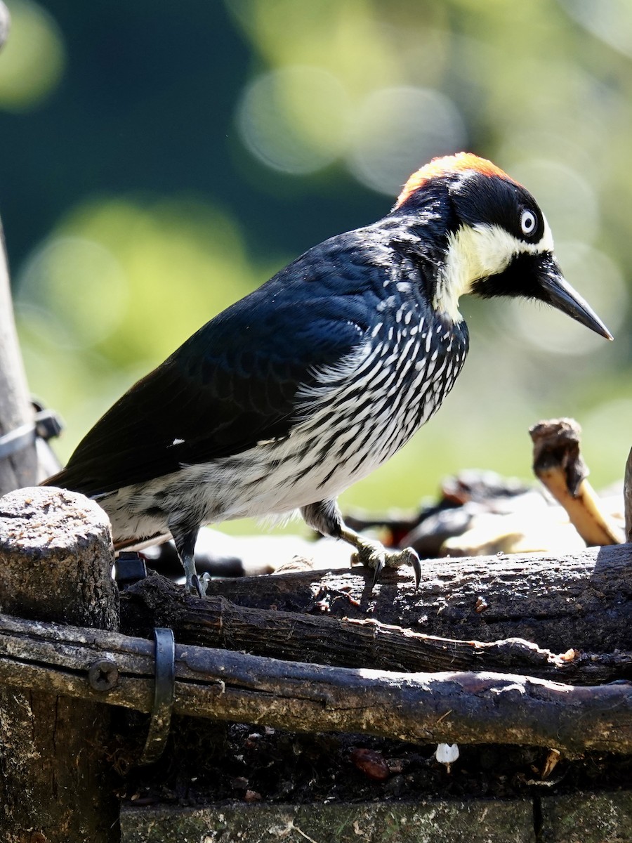 Acorn Woodpecker - ML641344534