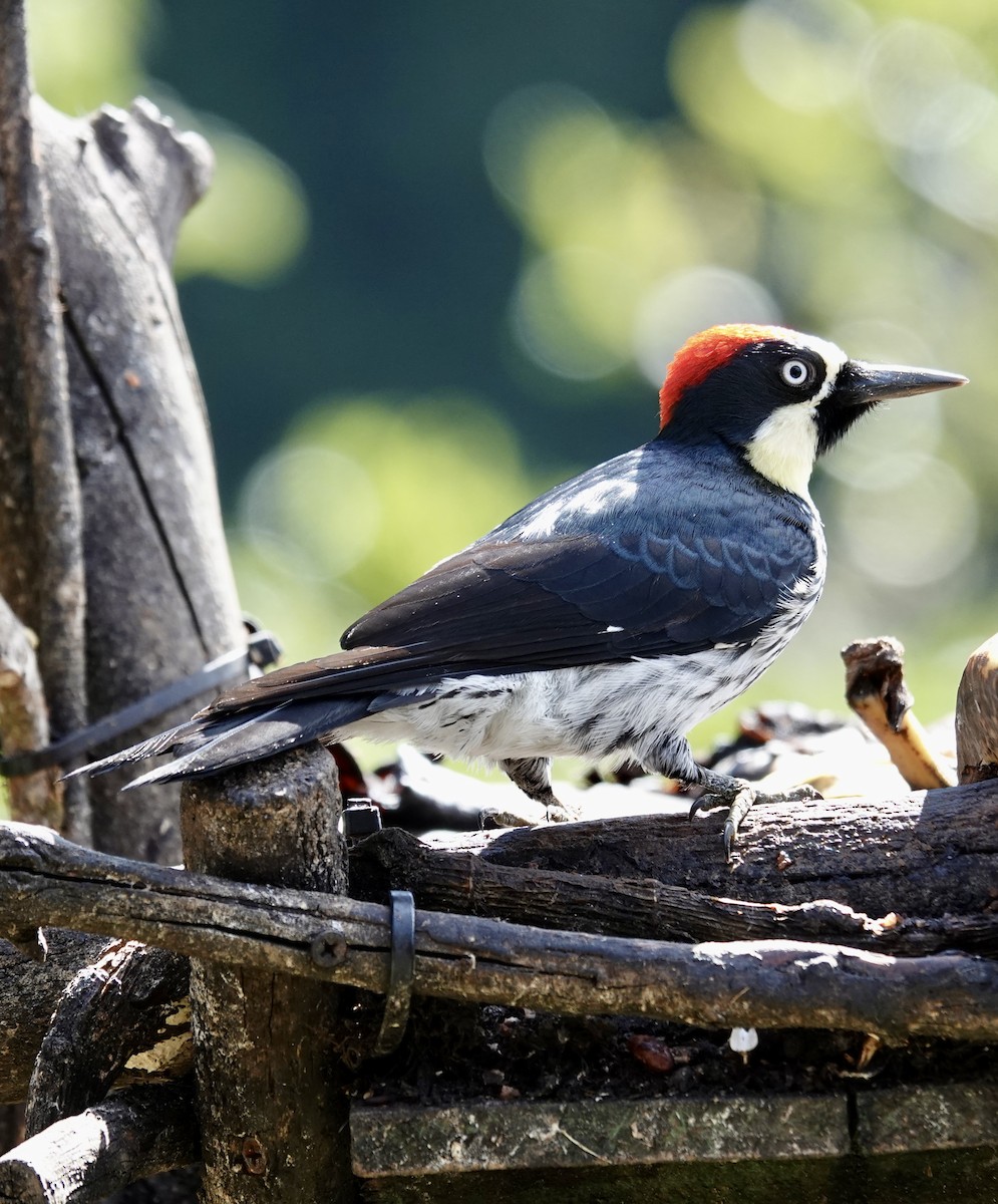 Acorn Woodpecker - ML641344535
