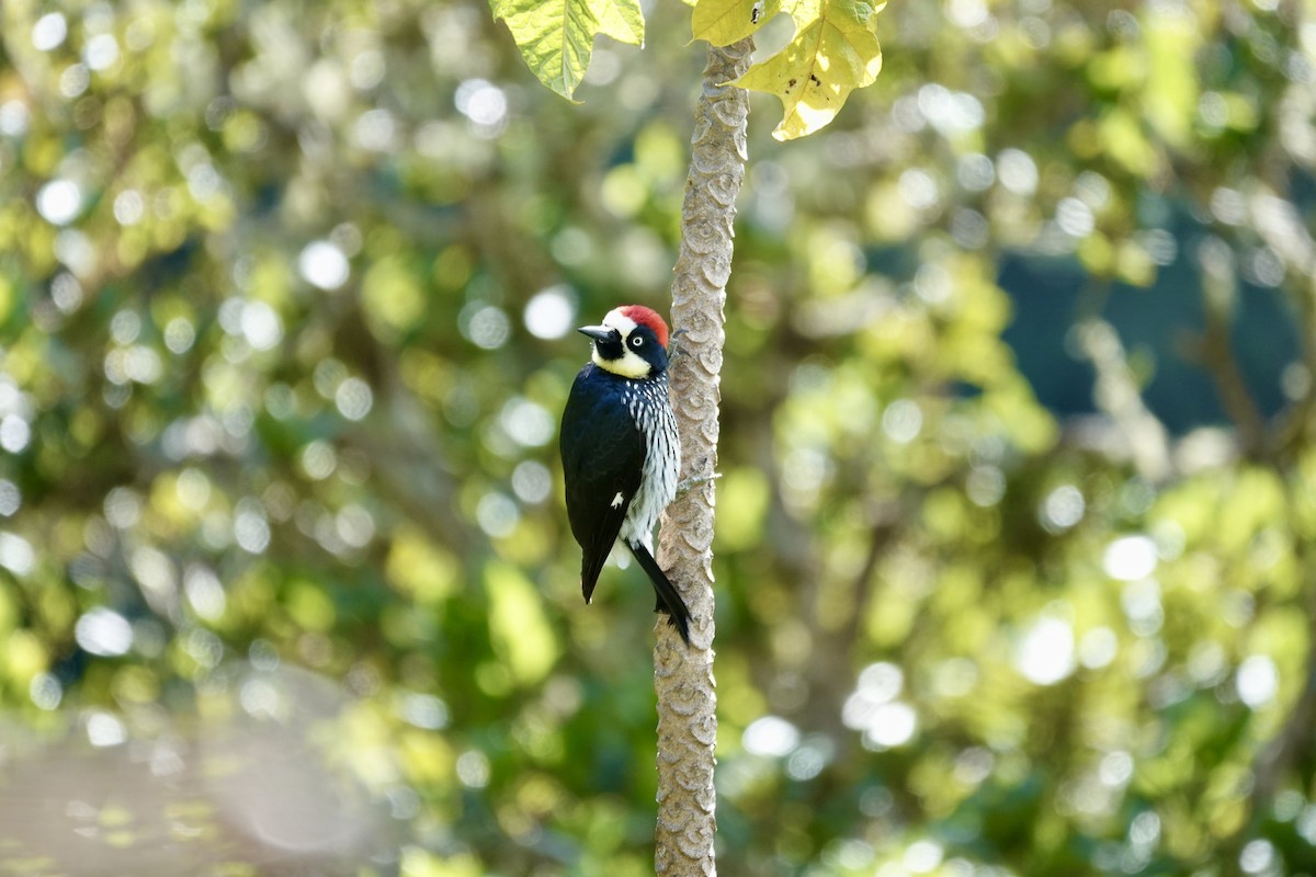 Acorn Woodpecker - ML641344536