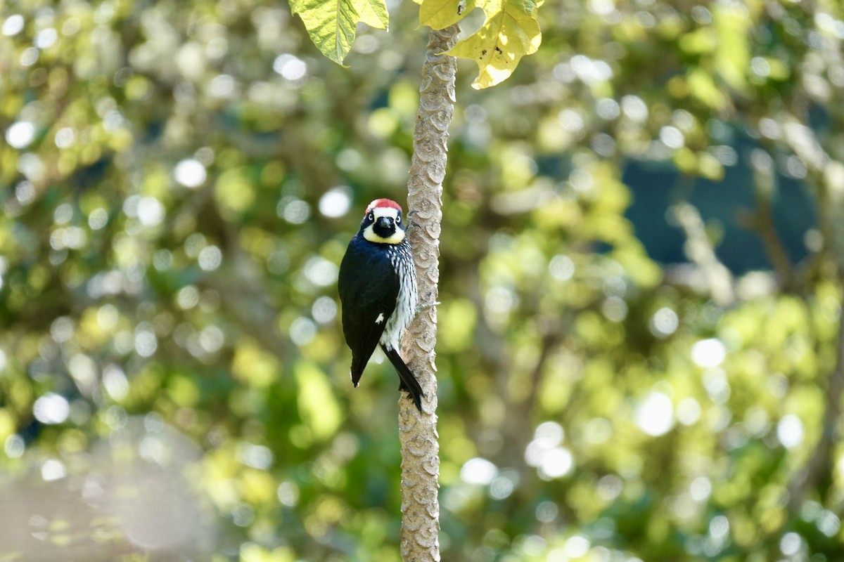 Acorn Woodpecker - ML641344537