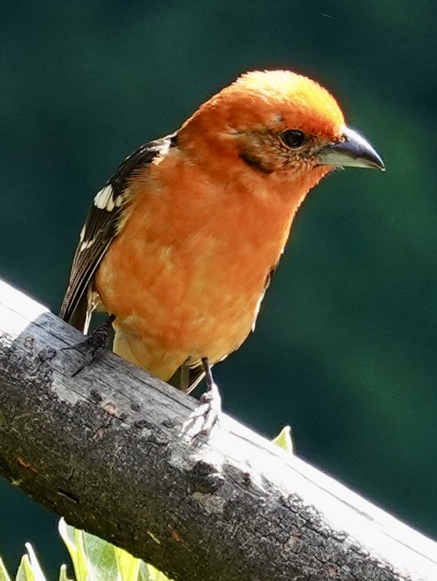 Flame-colored Tanager - ML641344546