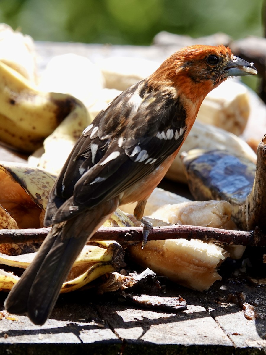Flame-colored Tanager - ML641344547