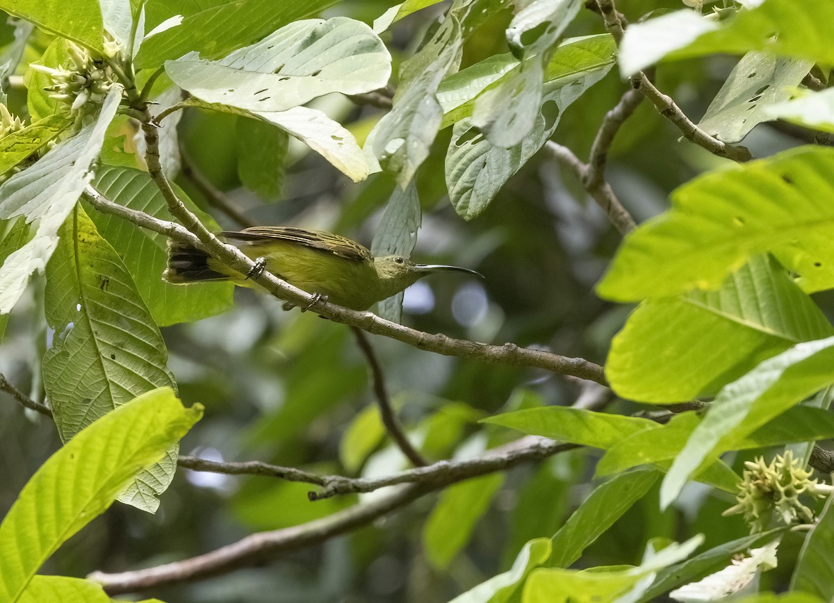 Thick-billed Spiderhunter - ML641344549