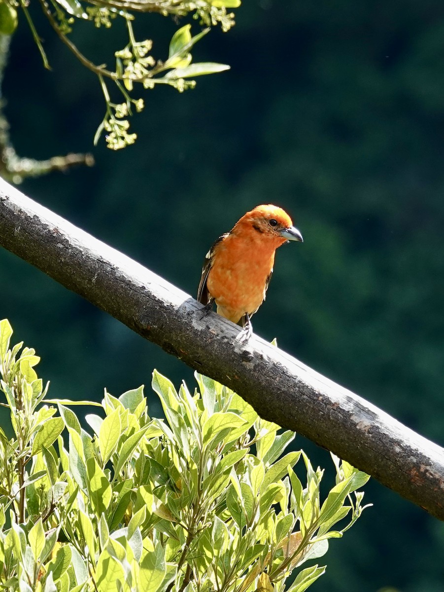 Flame-colored Tanager - ML641344550