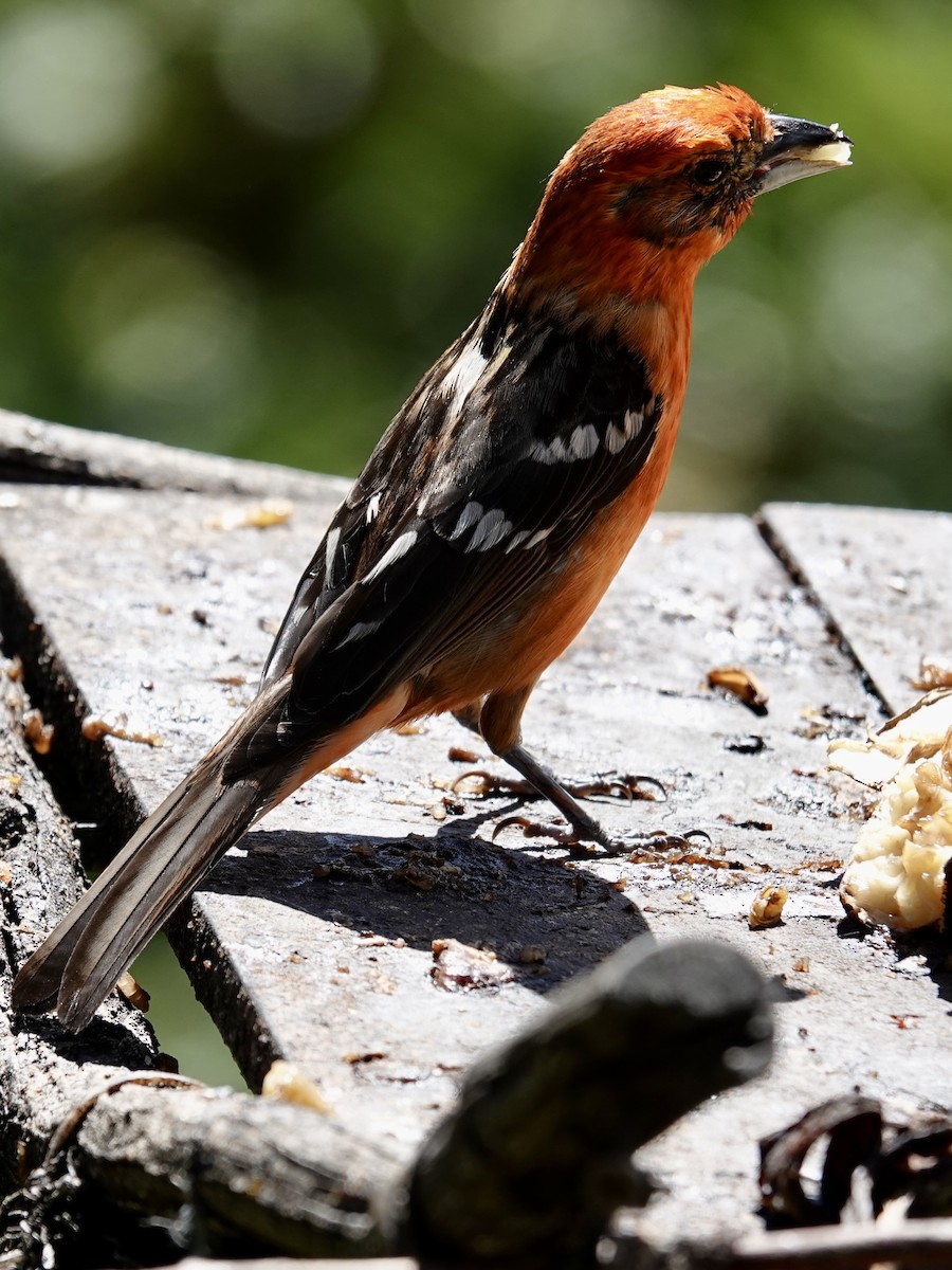 Flame-colored Tanager - ML641344551