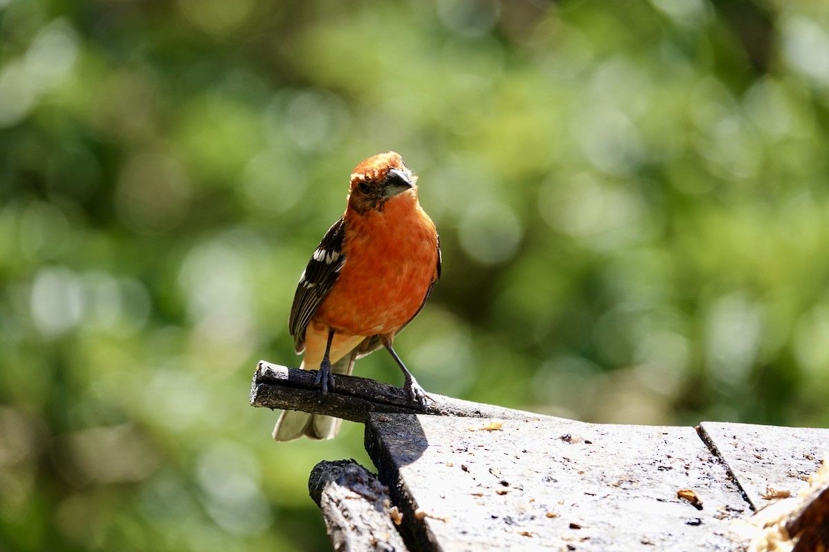 Flame-colored Tanager - ML641344553