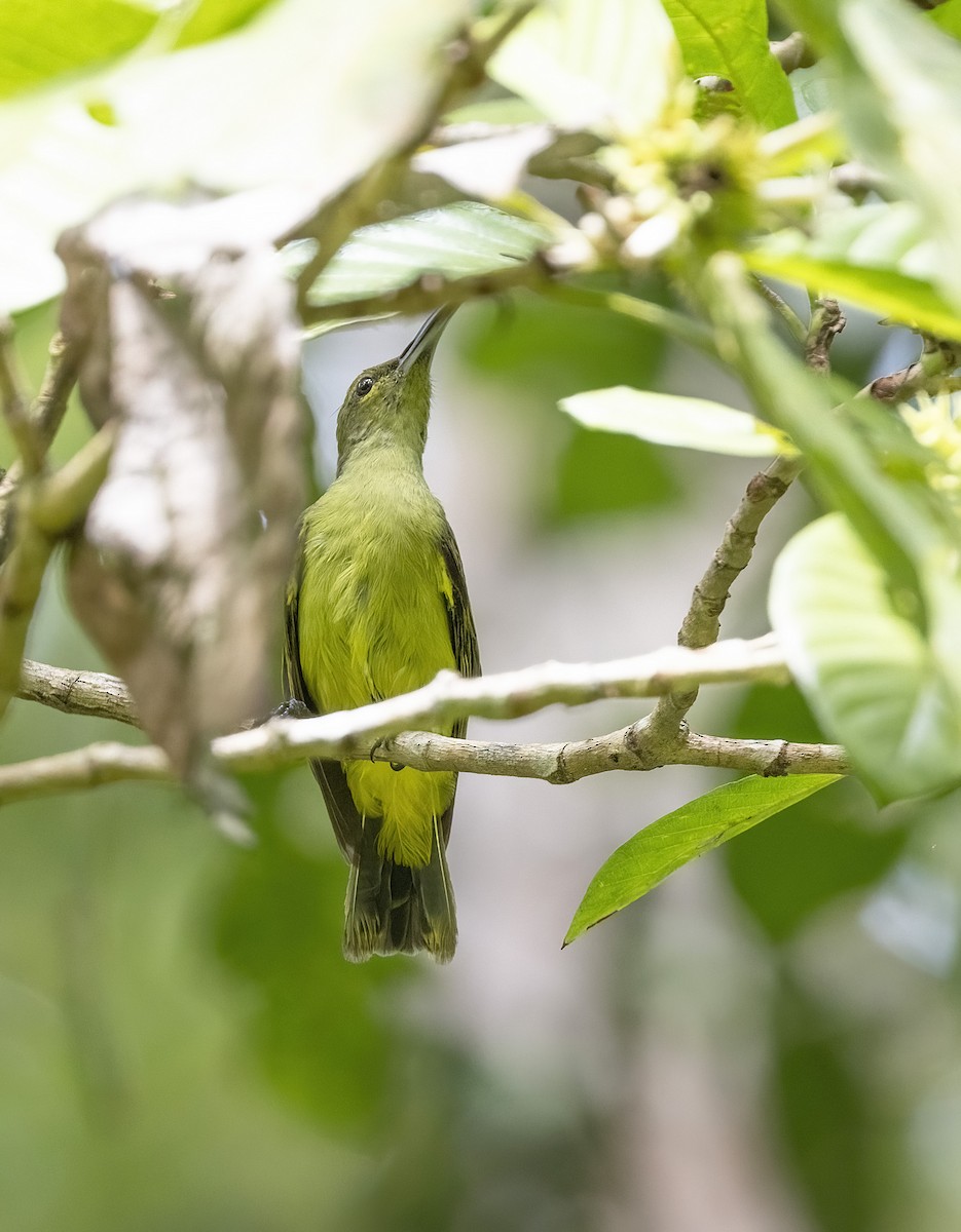 Thick-billed Spiderhunter - ML641344561