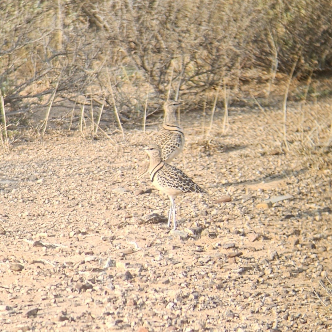 Double-banded Courser - ML641344576