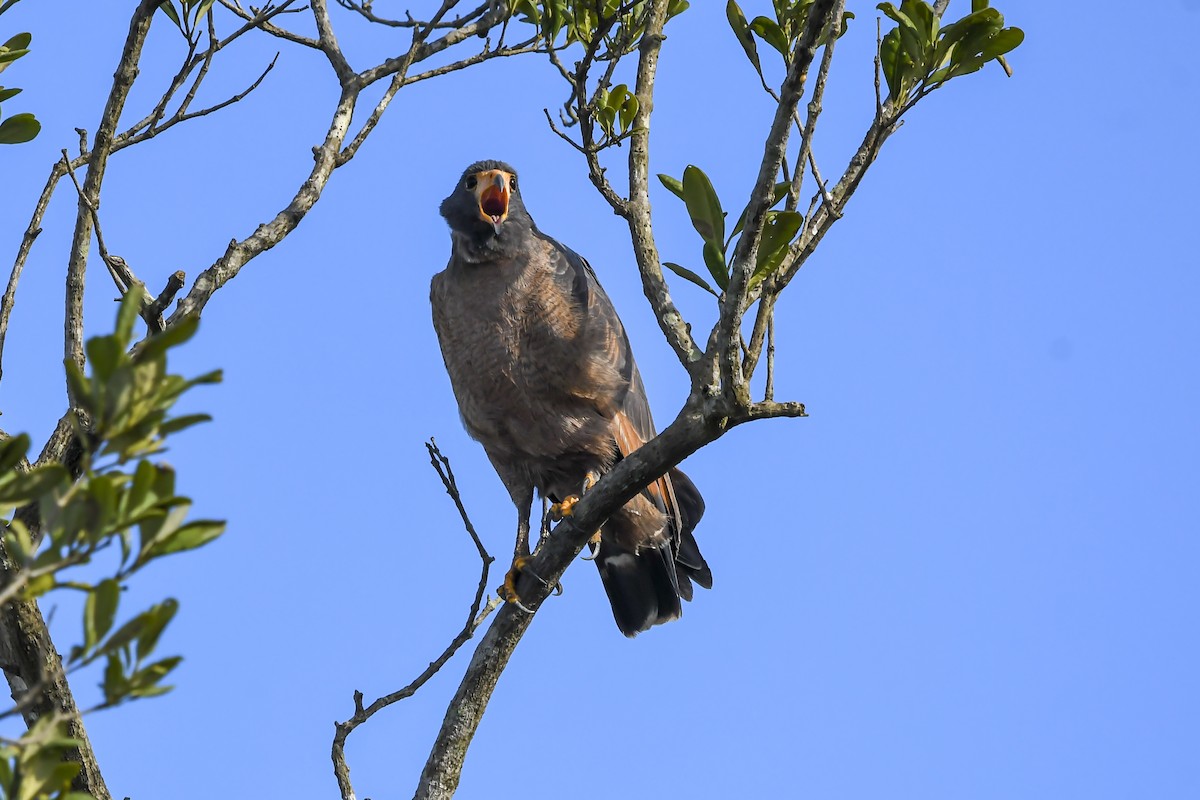 Rufous Crab Hawk - ML641344664