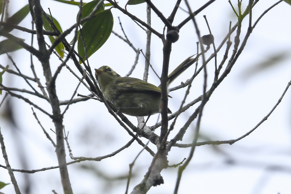 Oustalet's Tyrannulet - ML641344676