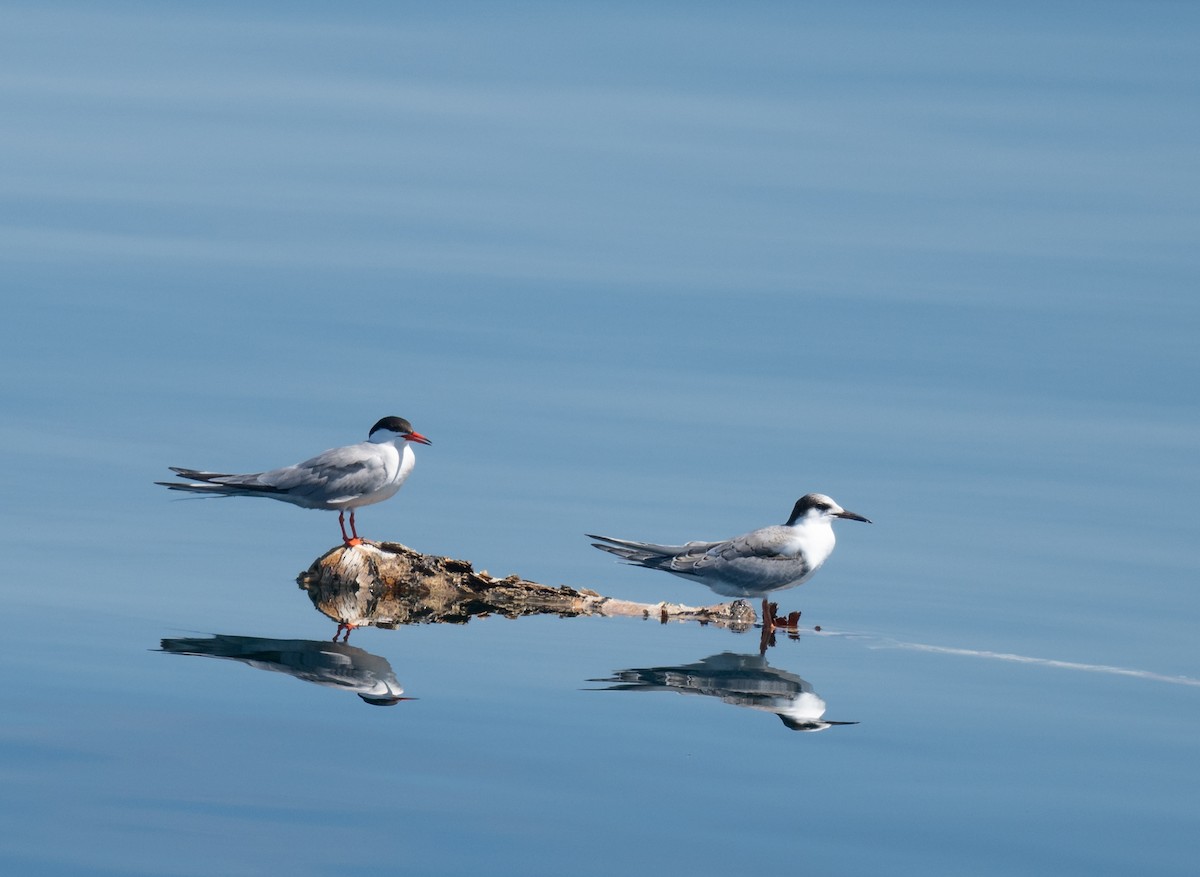 Common Tern - ML641344677