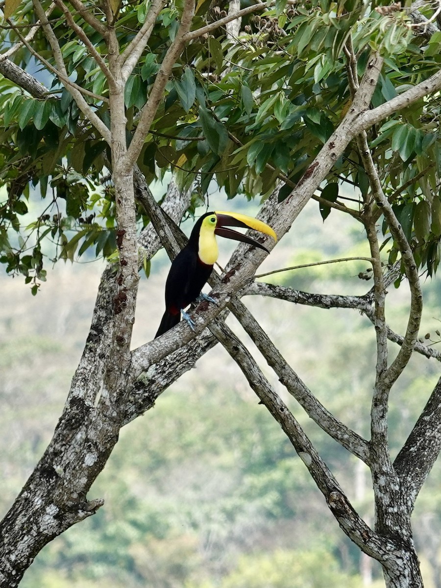 Yellow-throated Toucan - ML641344694