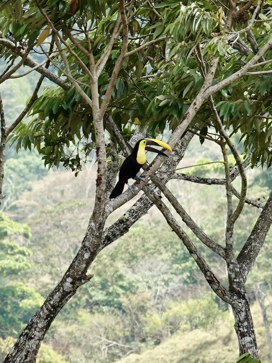 Yellow-throated Toucan - ML641344695