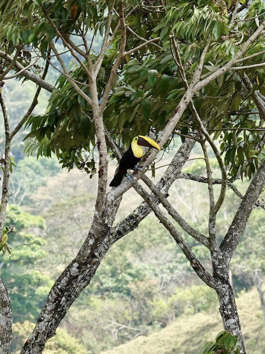 Yellow-throated Toucan - ML641344696