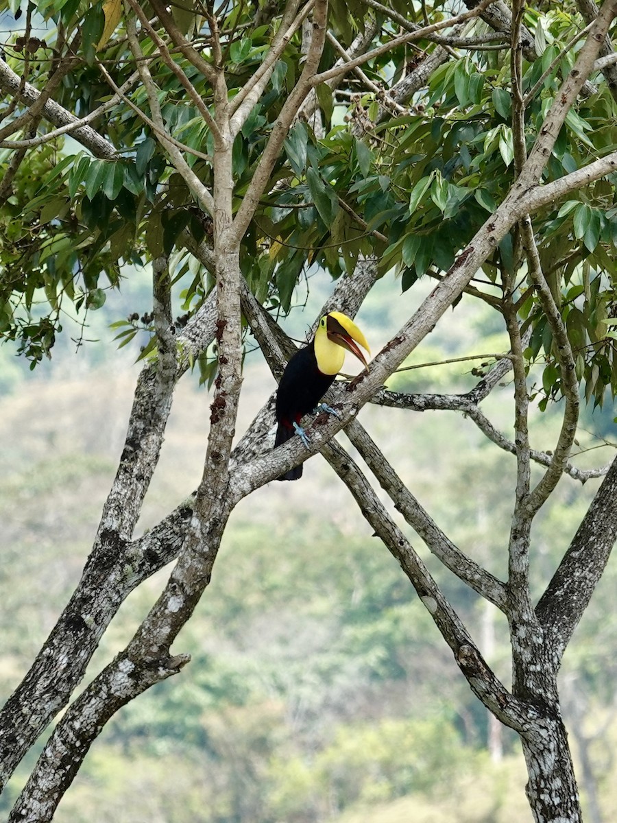Yellow-throated Toucan - ML641344697
